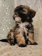 Male Lachon(Lhasa Bichon) puppy for sale #2 Born December 7, 2011